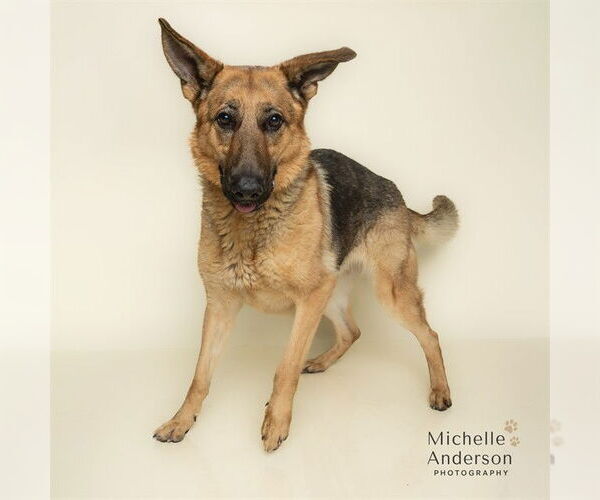 Medium Photo #1 German Shepherd Dog-Unknown Mix Puppy For Sale in Corona, CA, USA