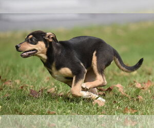Tulip - Female Australian Shepherd-Unknown Mix Dog for Adoption - Photo #10