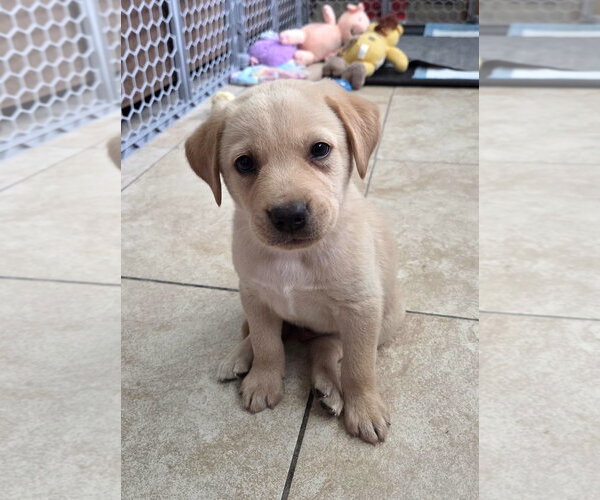 Medium Photo #5 Labrador Retriever-Unknown Mix Puppy For Sale in Wakefield, RI, USA