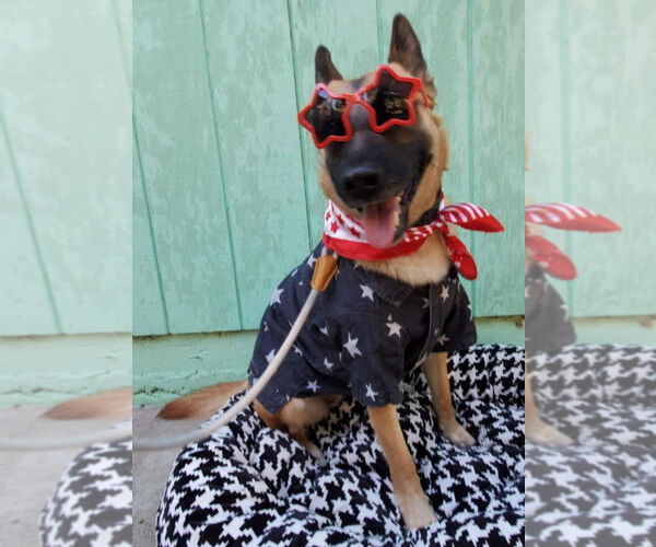 Medium Photo #3 Mutt Puppy For Sale in Fresno, CA, USA