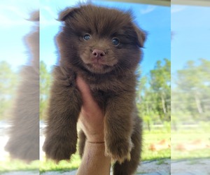 Pomeranian Puppy for Sale in SAINT AUGUSTINE, Florida USA