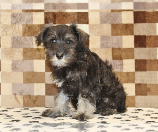 Medium Photo #3 Schnauzer (Miniature) Puppy For Sale in DENVER, PA, USA
