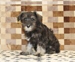 Small #2 Schnauzer (Miniature)