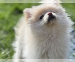 Small Photo #5 Pomeranian Puppy For Sale in WOODSTOCK, IL, USA