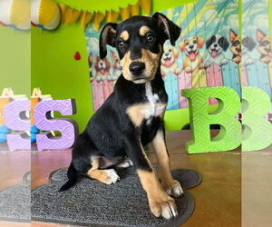 Chihuahua-Unknown Mix Dogs for adoption in Virginia Beach, VA, USA