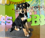 Small Chihuahua Mix