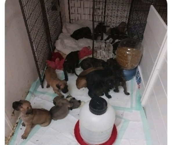 Medium Photo #17 Cane Corso Puppy For Sale in ROSEBURG, OR, USA