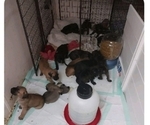 Small Photo #17 Cane Corso Puppy For Sale in ROSEBURG, OR, USA