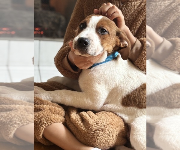 Medium Photo #6 America Bandogge Mastiff Puppy For Sale in SNELLVILLE, GA, USA