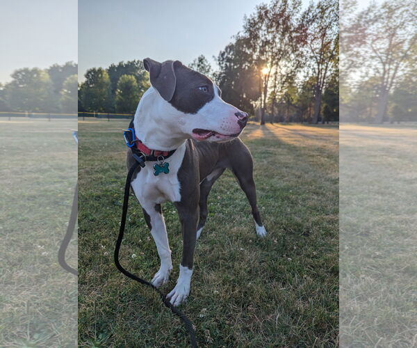 Medium Photo #5 American Pit Bull Terrier-Unknown Mix Puppy For Sale in Lockport, NY, USA