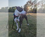 Small #4 American Pit Bull Terrier Mix