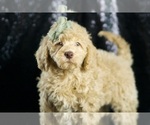 Small Photo #80 Goldendoodle (Miniature) Puppy For Sale in WARSAW, IN, USA