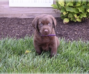 Labrador Retriever Puppy for sale in MILLERSBURG, OH, USA