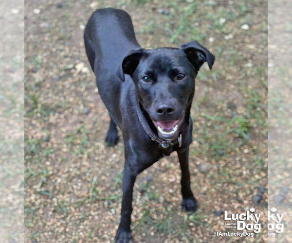 Medium Photo #3 Labrador Retriever-Retriever  Mix Puppy For Sale in Washington, DC, USA