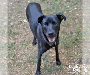 Milady - Female Labrador Retriever-Retriever  Mix Dog for Adoption - Photo #3