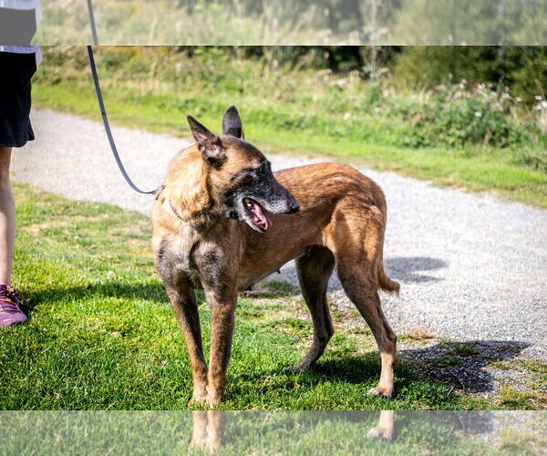 Medium Photo #4 Mutt Puppy For Sale in Seattle, WA, USA