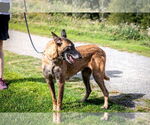 Small #3 Mutt