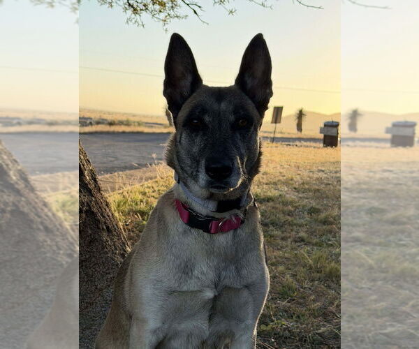 Medium Photo #3 Mutt Puppy For Sale in Imlay City, MI, USA