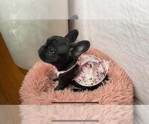 French Bulldog Puppy for sale in BROOKLYN, NY, USA