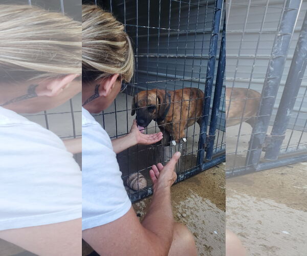 Medium Photo #7 Boxer-Mountain Cur Mix Puppy For Sale in Woodsfield, OH, USA