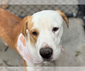 American Pit Bull Terrier-Unknown Mix Dogs for adoption in Tulsa, OK, USA