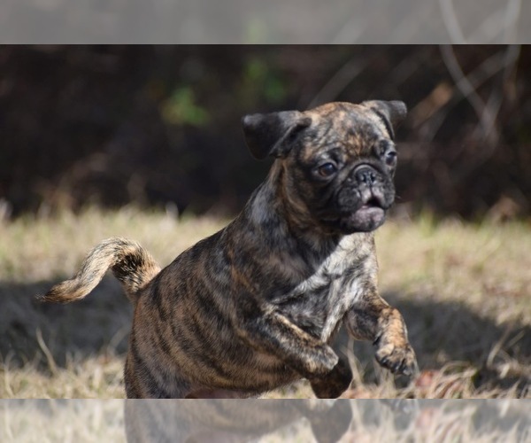 Medium Photo #1 Pug Puppy For Sale in PALM COAST, FL, USA