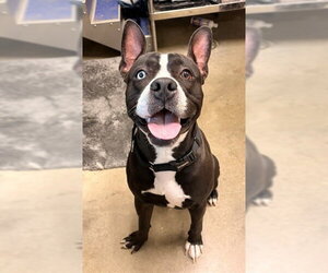 Mutt Dogs for adoption in Waterford, VA, USA