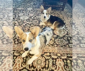 Cardigan Welsh Corgi Puppy for sale in THOMPSONS STATION, TN, USA