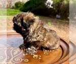 Small #2 Shih Tzu