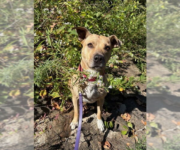 Medium Photo #9 American Staffordshire Terrier-Unknown Mix Puppy For Sale in Brewster, NY, USA