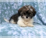 Small Photo #5 Zuchon Puppy For Sale in LAKELAND, FL, USA
