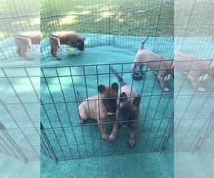 Belgian Malinois Puppy for sale in WHITAKERS, NC, USA