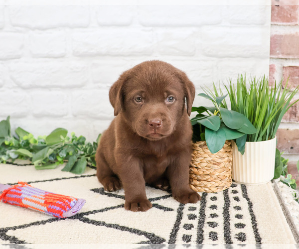 Medium Photo #5 Labrador Retriever Puppy For Sale in SYRACUSE, IN, USA