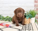 Small #4 Labrador Retriever
