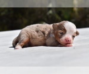 Miniature Australian Shepherd Puppy for sale in PALM COAST, FL, USA