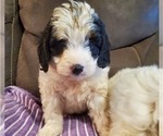Small #15 Bernedoodle (Miniature)