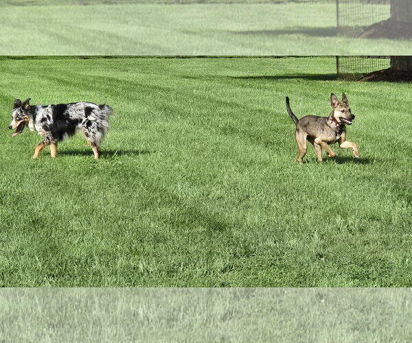 Medium Photo #7 German Shepherd Dog-Unknown Mix Puppy For Sale in Centreville, VA, USA