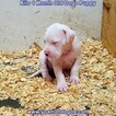 Small Photo #91 Dogo Argentino Puppy For Sale in JANE, MO, USA