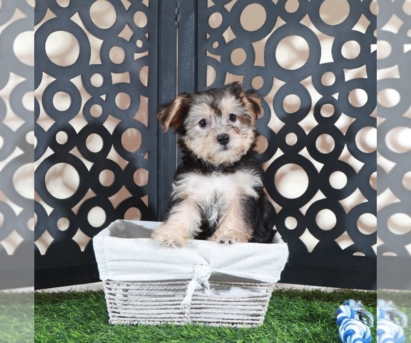 Medium Photo #5 Yo-Chon Puppy For Sale in MOUNT VERNON, OH, USA