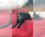 Small #2 Labrador Retriever-Staffordshire Bull Terrier Mix