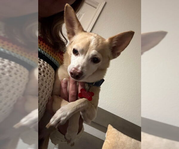 Medium Photo #3 Chihuahua Puppy For Sale in San Diego, CA, USA