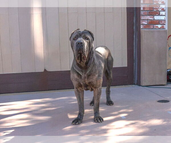 Medium Photo #12 Mutt Puppy For Sale in Lake Forest, CA, USA