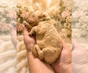Medium Goldendoodle