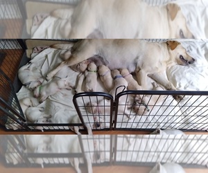 Labrador Retriever Puppy for sale in PALERMO, NY, USA