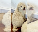 Small Photo #12 Goldendoodle Puppy For Sale in PENSACOLA, FL, USA