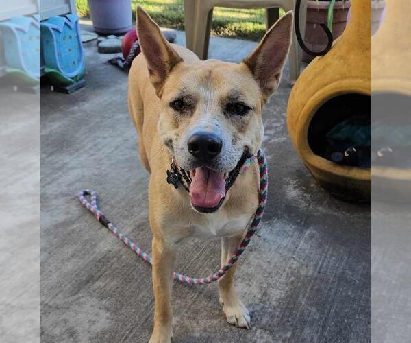 Medium Photo #2 Akita-Unknown Mix Puppy For Sale in Rockwall, TX, USA