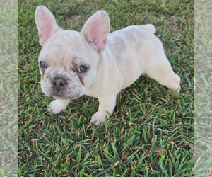 French Bulldog Puppy for Sale in MARSHFIELD, Missouri USA