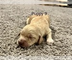 Small Photo #5 Goldendoodle Puppy For Sale in SIGNAL MOUNTAIN, TN, USA