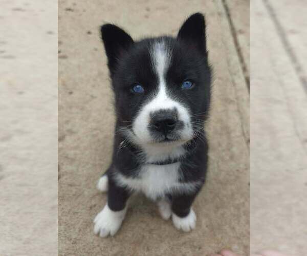 Medium Photo #1 Siberian Husky-Unknown Mix Puppy For Sale in Raleigh, NC, USA