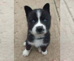 Siberian Husky-Unknown Mix Dogs for adoption in Raleigh, NC, USA